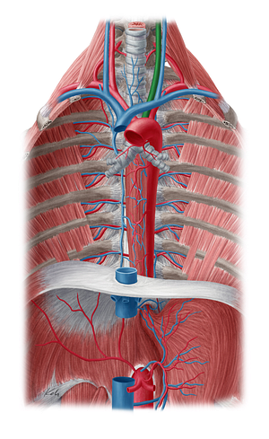 Left common carotid artery (#946)