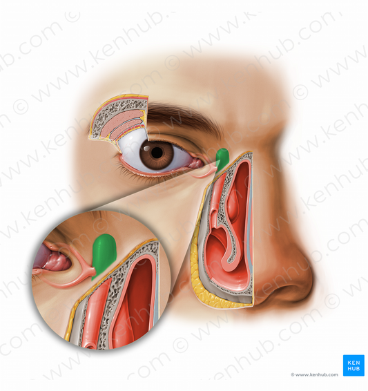 Lacrimal sac (#11613)