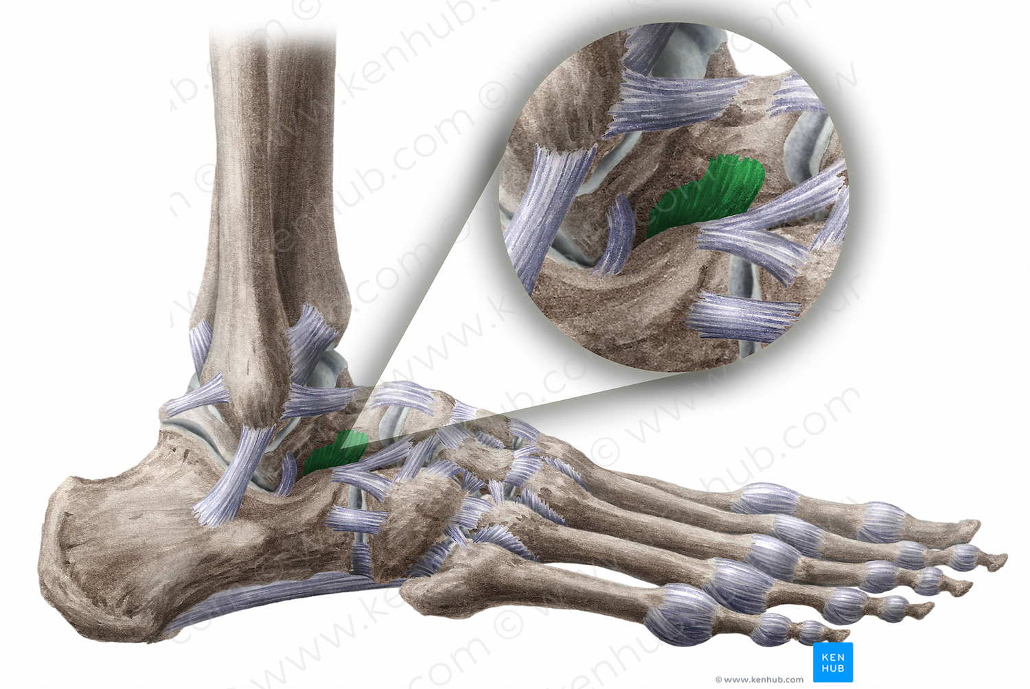 Talocalcaneal interosseous ligament (#11482)