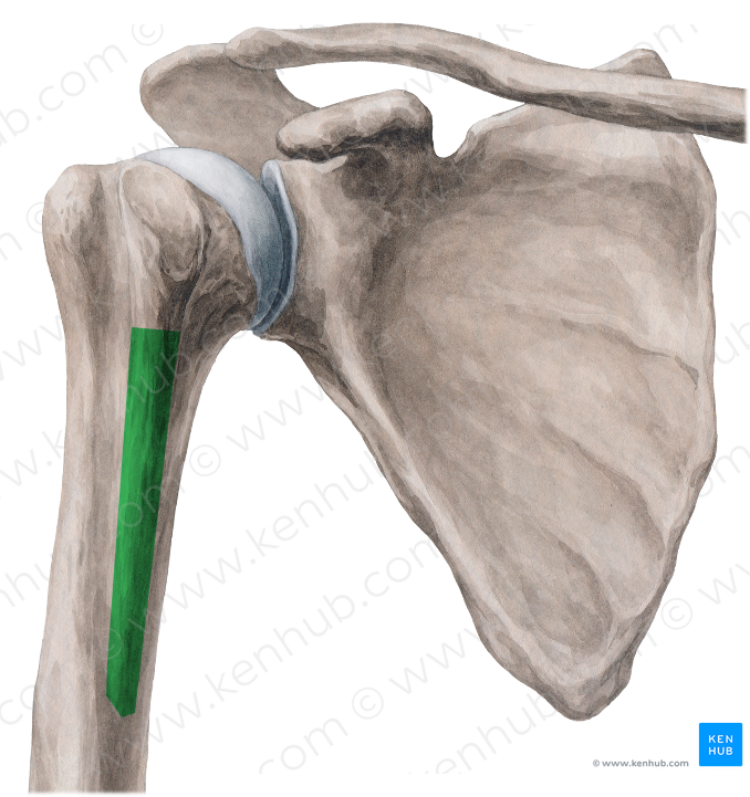 Crest of lesser tubercle of humerus (#3143)