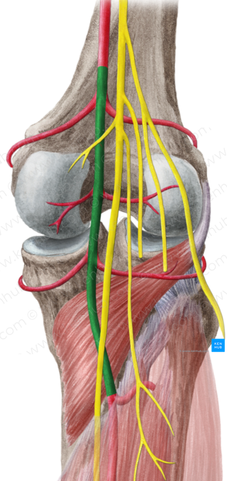 Popliteal artery (#1638)