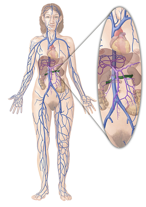 Renal vein (#10549)