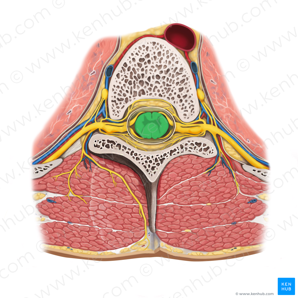 Spinal cord (#5014)