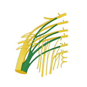 Tibial division of sciatic nerve (#12760)