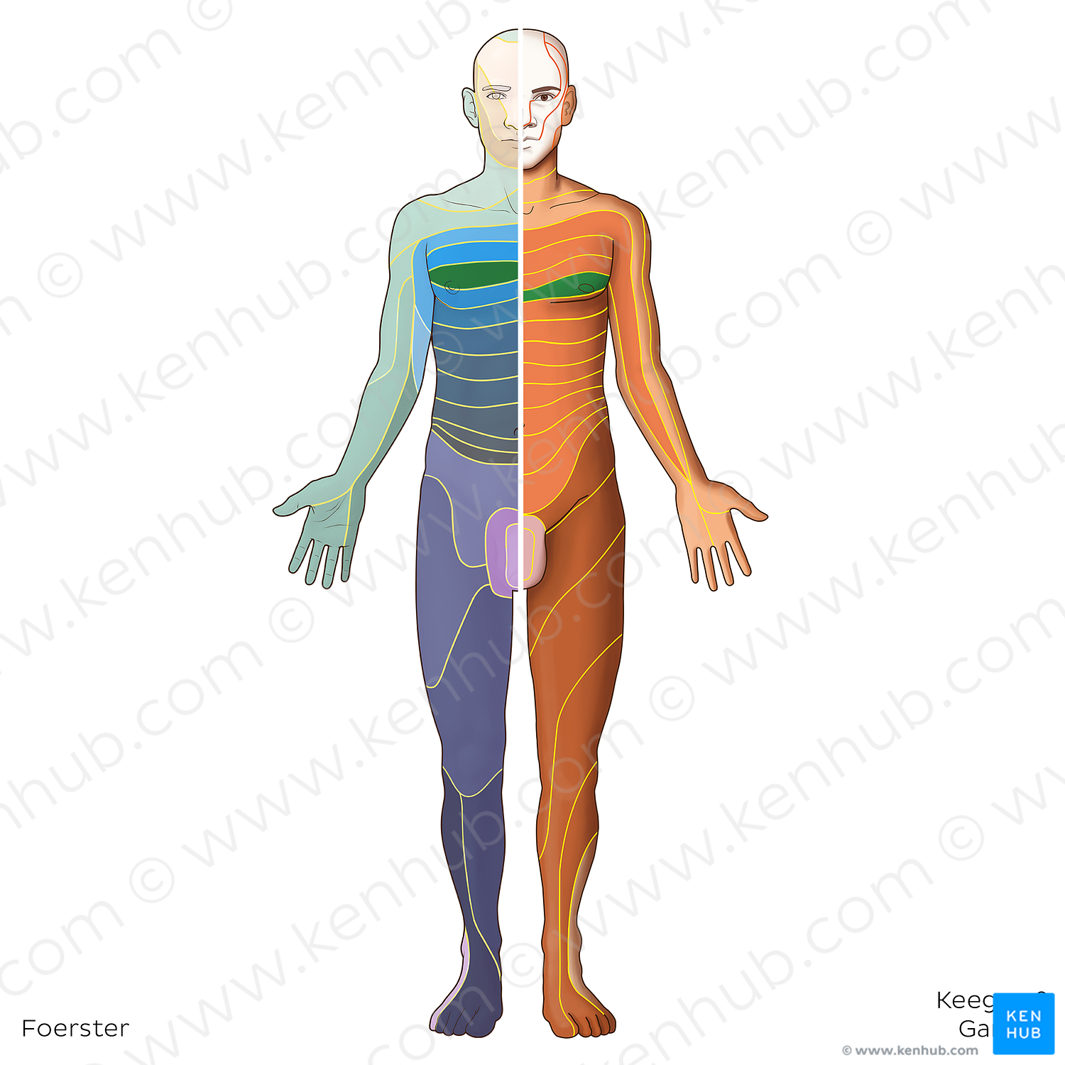 T4 dermatome (#20814)