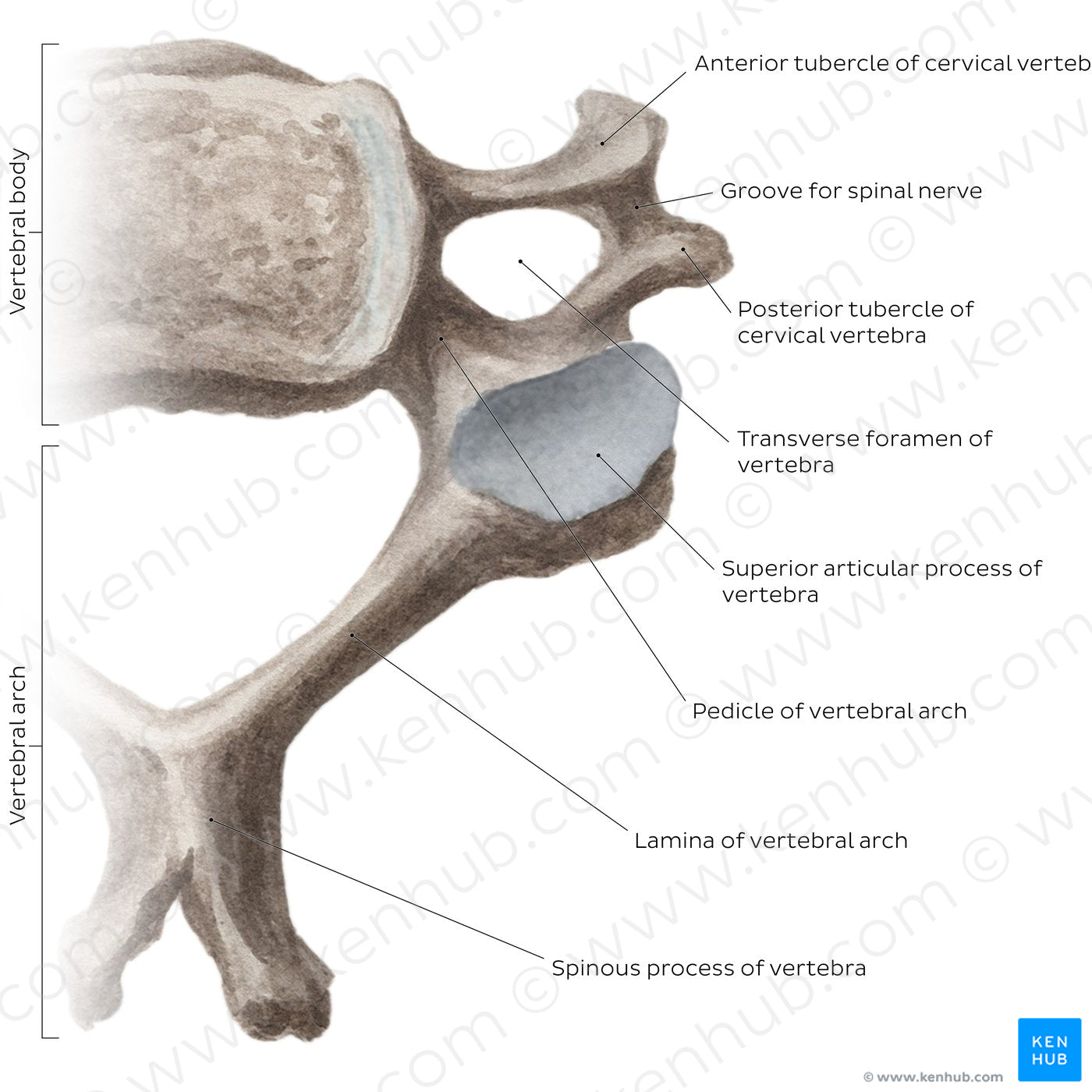 Cervical spine bones and ligaments: typical cervical vertebra (English)