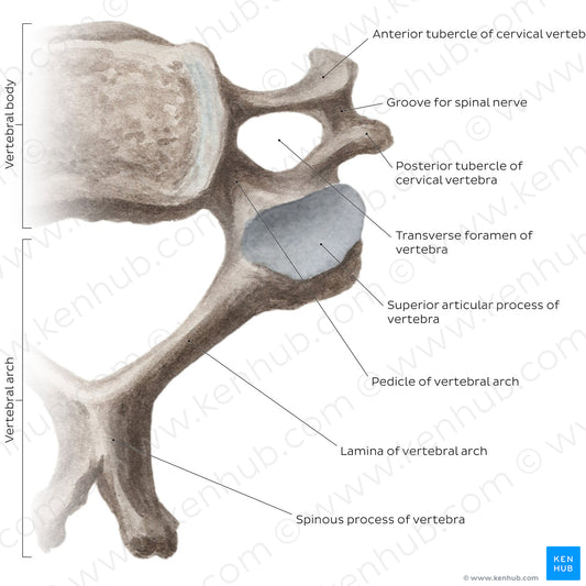 Cervical spine bones and ligaments: typical cervical vertebra (English)