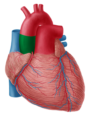 Ascending aorta (#721)