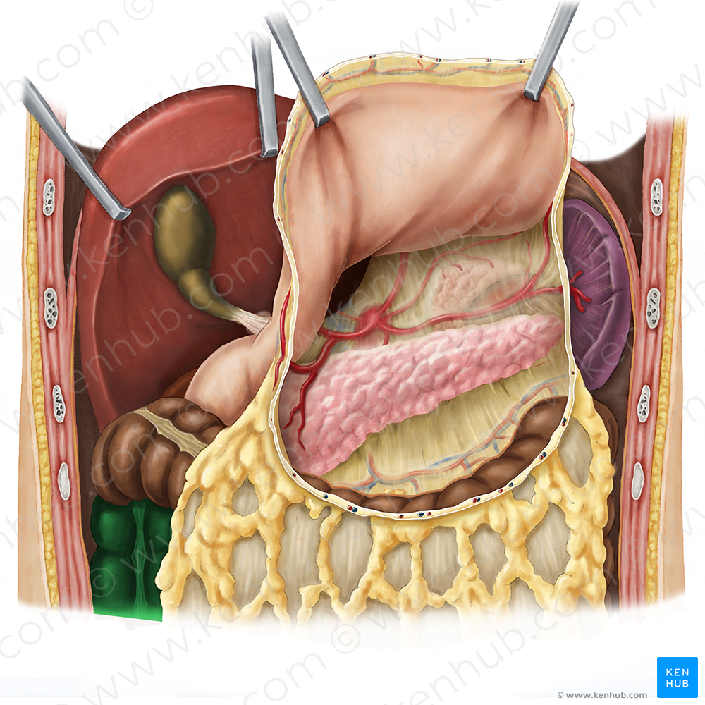 Ascending colon (#2719)