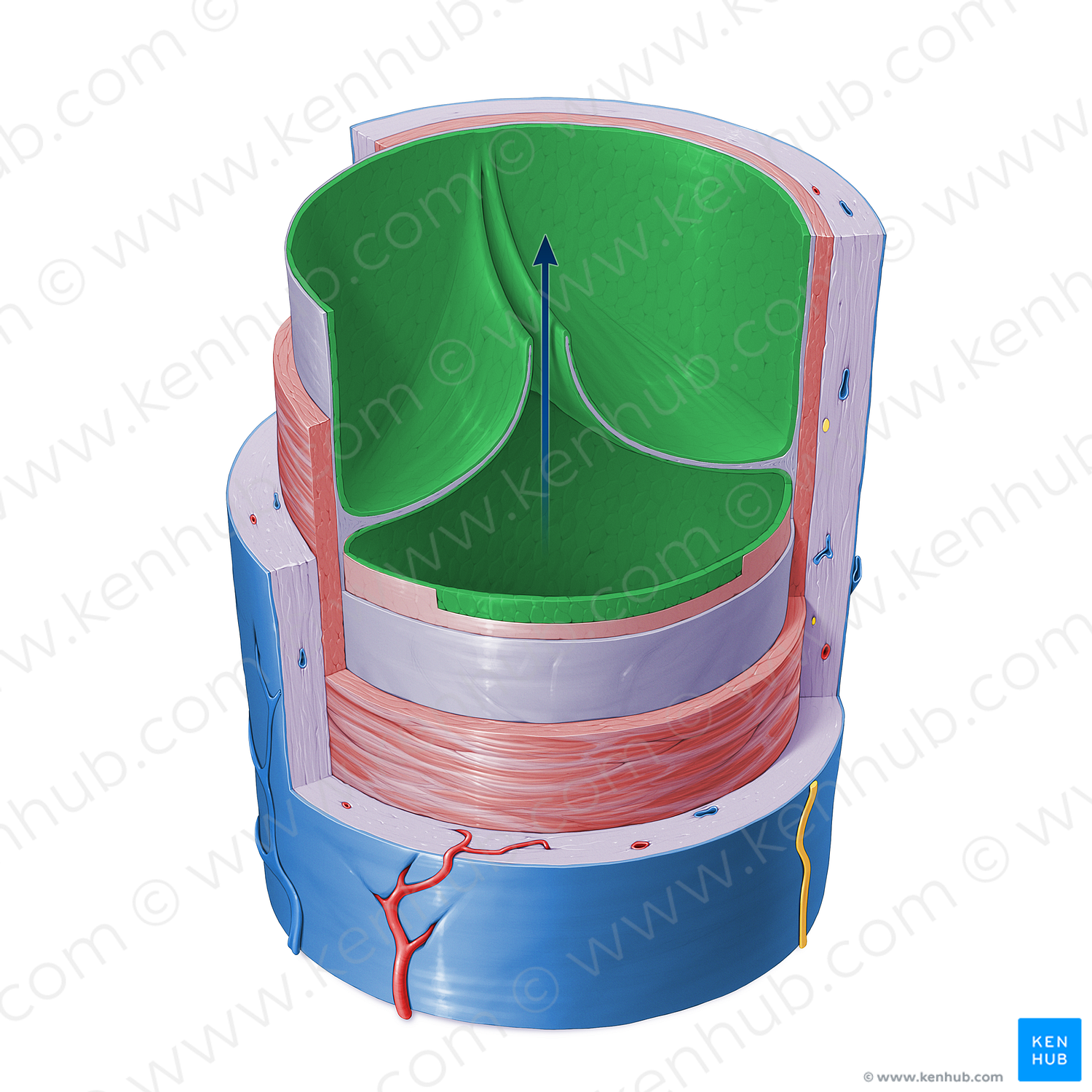 Endothelium of vein (#16400)