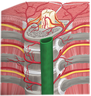 Descending thoracic aorta (#736)