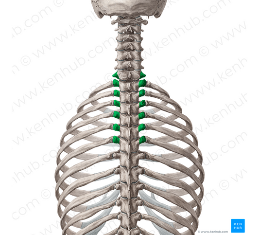 Transverse processes of vertebrae C7-T6 (#8320)