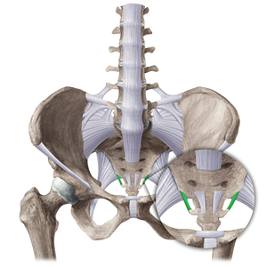 Lateral sacrococcygeal ligament (#21509)