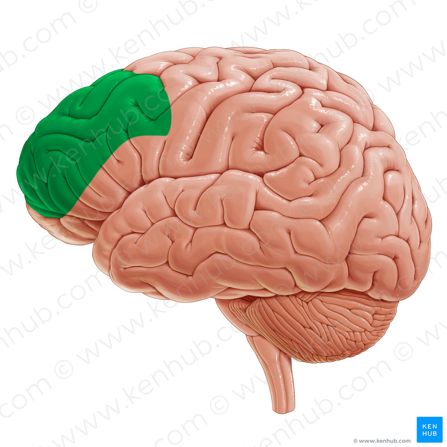 Dorsolateral prefrontal cortex (#20330)