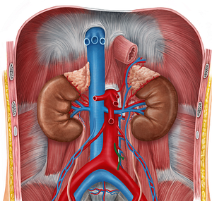 Inferior mesenteric artery (#1520)
