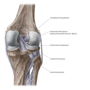 Knee joint: Intracapsular ligaments and menisci (posterior view) (German)