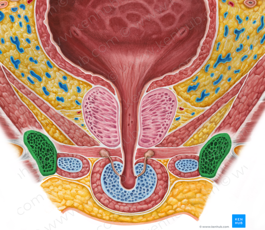 Inferior pubic ramus (#8708)