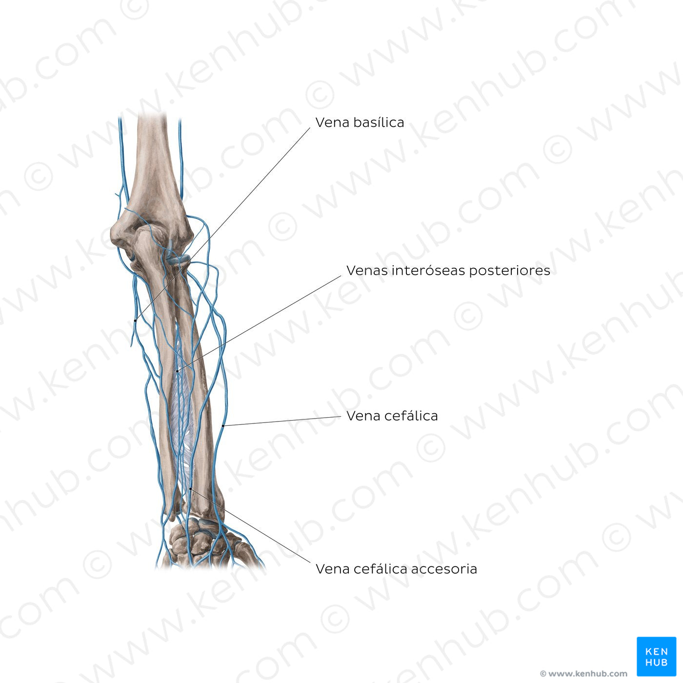 Veins of the forearm: Posterior view (Spanish)