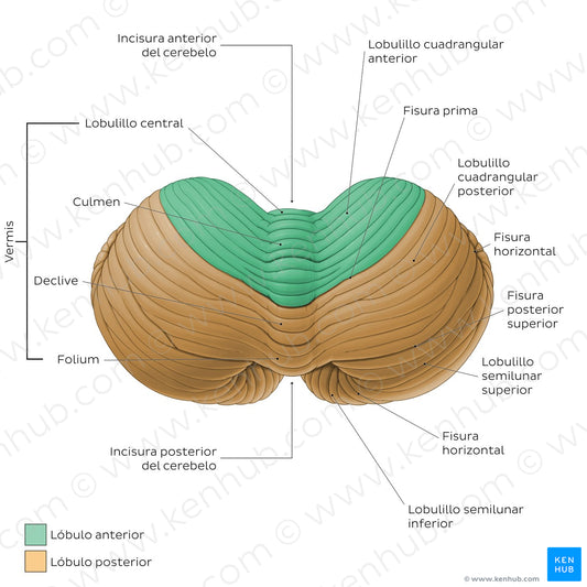 Cerebellum - Superior view (Spanish)