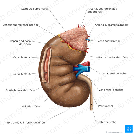 Overview of the kidney (Spanish)