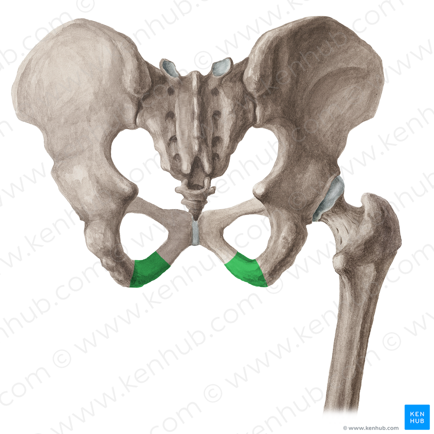 Ramus of ischium (#16064)