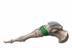 Navicular bone (#11243)