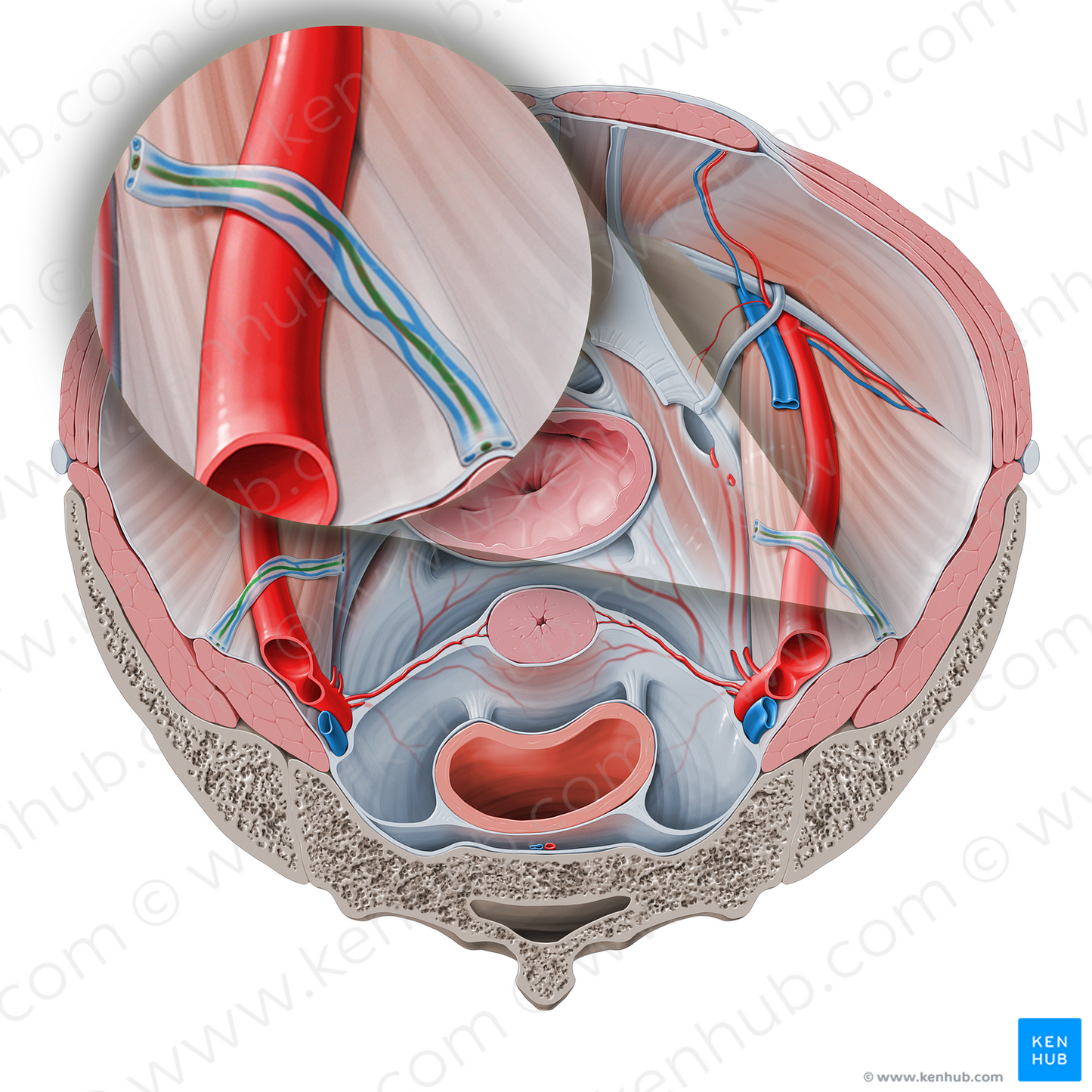 Ovarian artery (#1576)