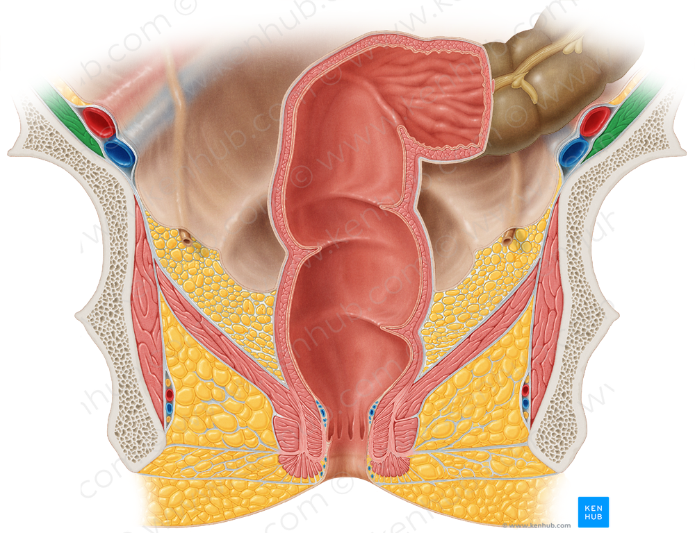 Iliacus muscle (#5453)