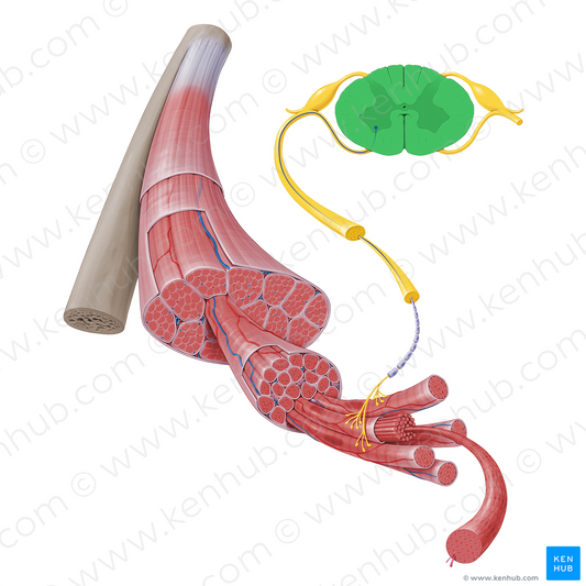 Spinal cord (#17241)