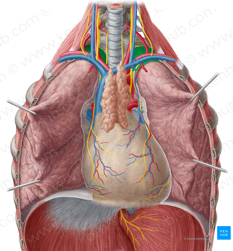 Cervical part of parietal pleura (#7681)