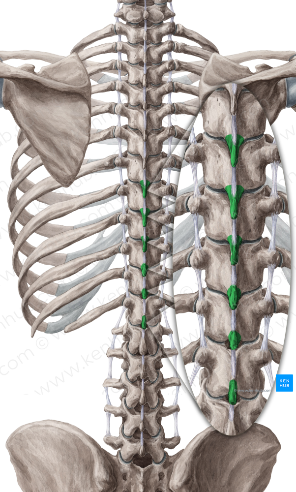 Spinous processes of vertebrae T7-T12 (#8283)