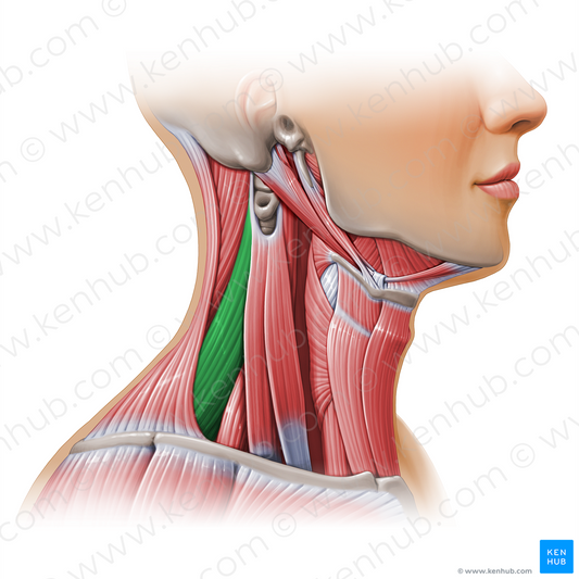 Levator scapulae muscle (#11116)