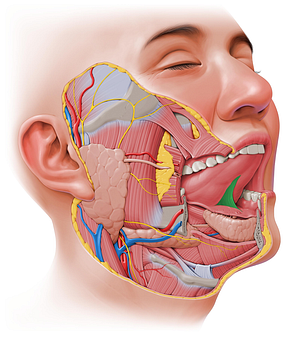 Lingual frenulum (#3916)