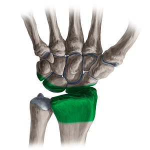 Radiocarpal joint (#575)