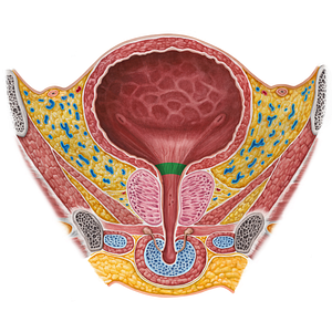 Neck of urinary bladder (#2583)