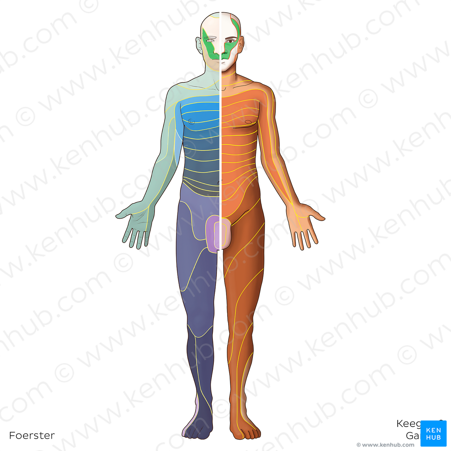 V2 dermatome (#20777)