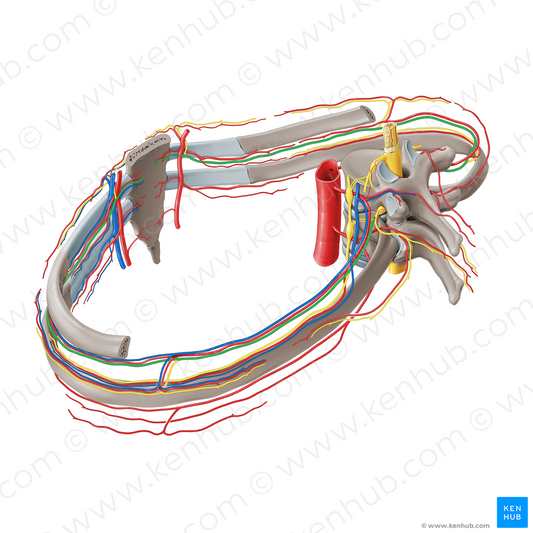 Intercostal nerve (#21267)