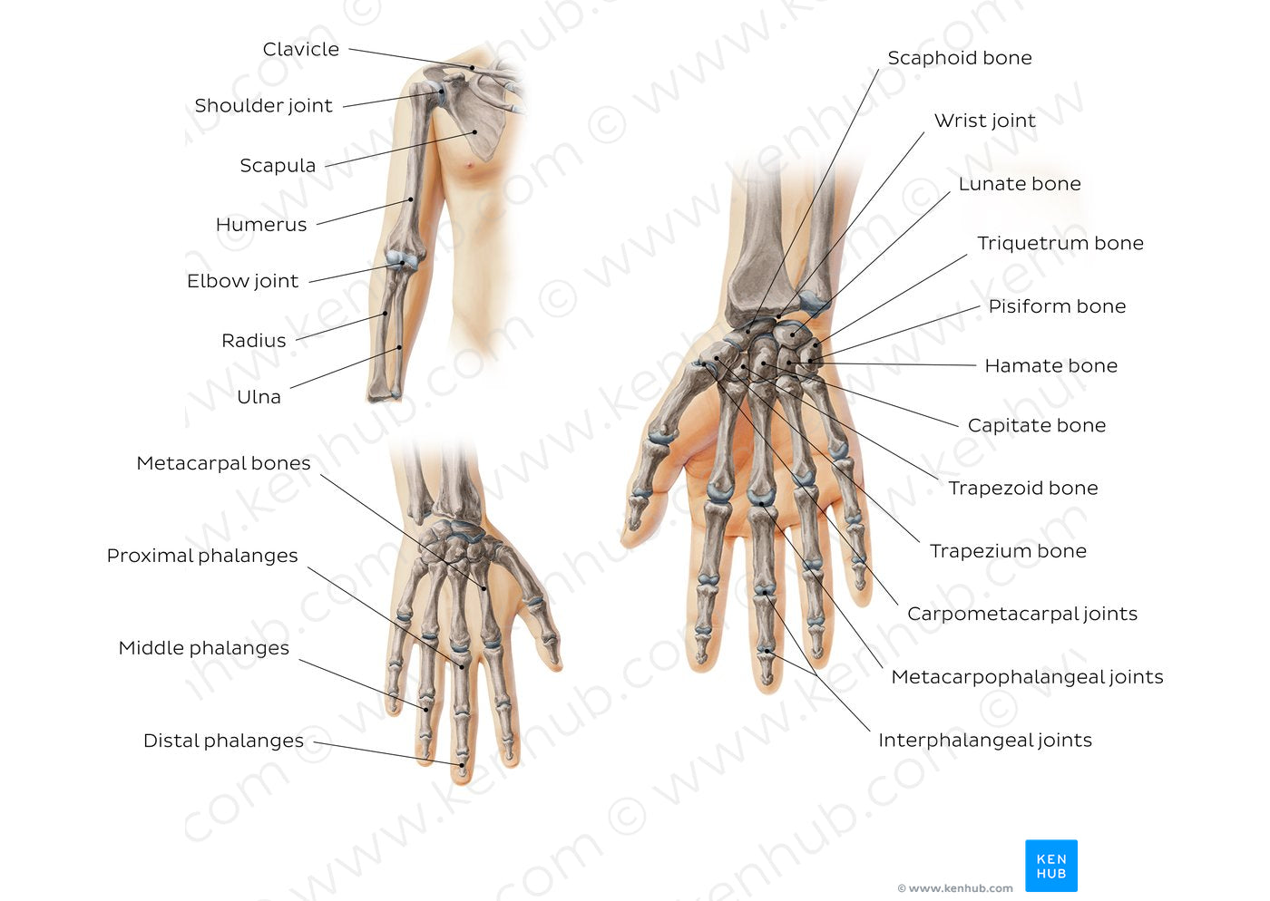 Main bones of the upper extremity (English)