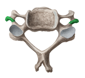 Posterior tubercle of cervical vertebra (#9749)