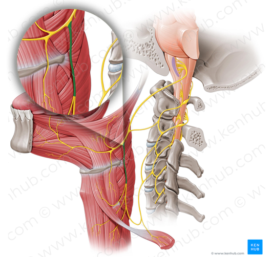 Superior root of ansa cervicalis (#8466)