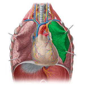 Superior lobe of left lung (#4873)
