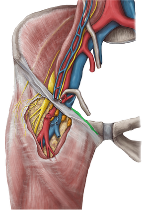 Pectineal ligament (#4592)