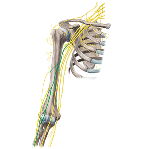 Musculocutaneous nerve (#6580)