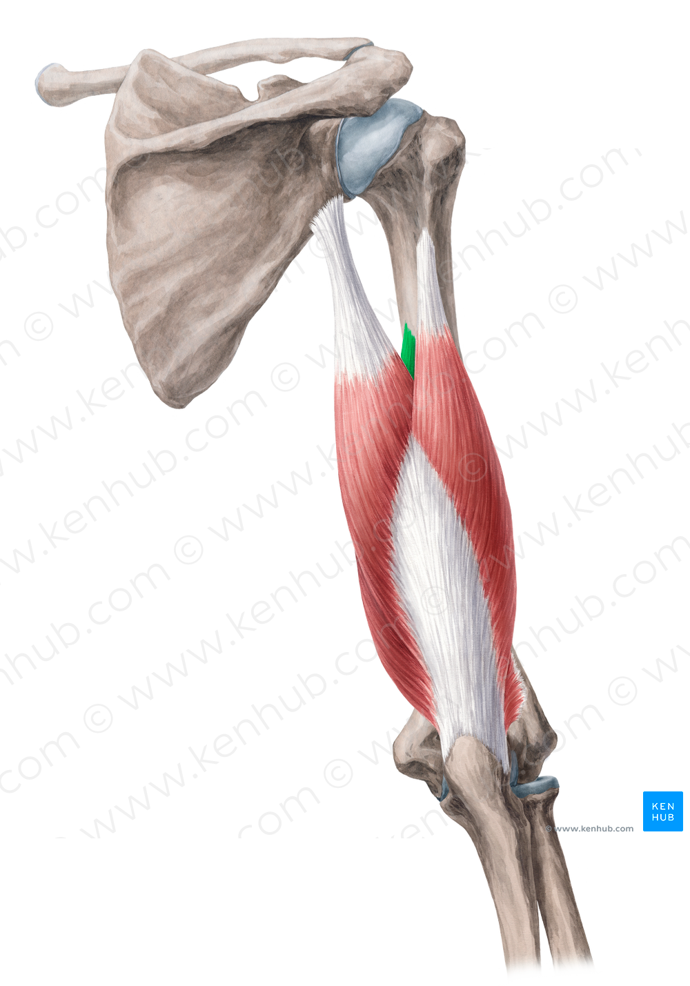 Medial head of triceps brachii muscle (#2415)