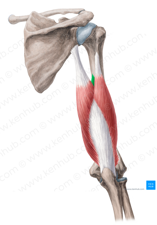 Medial head of triceps brachii muscle (#2415)
