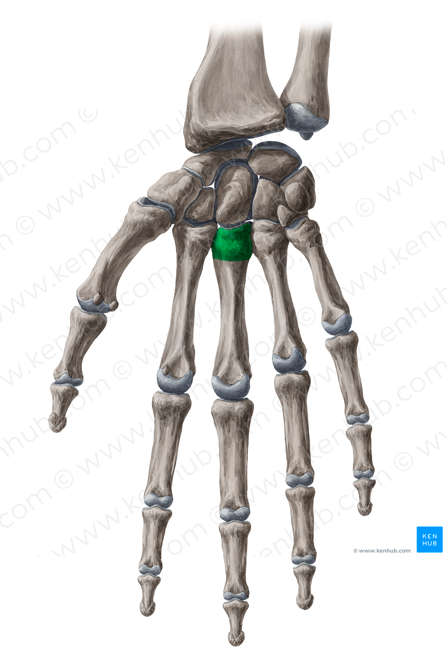 Base of 3rd metacarpal bone (#19601)