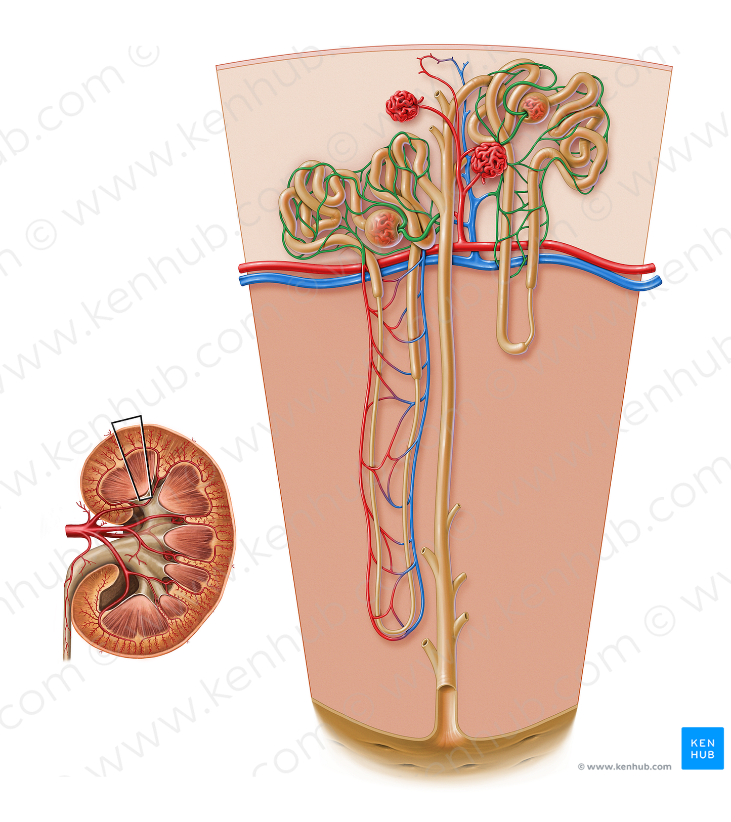 Peritubular capillaries of kidney (#17206)