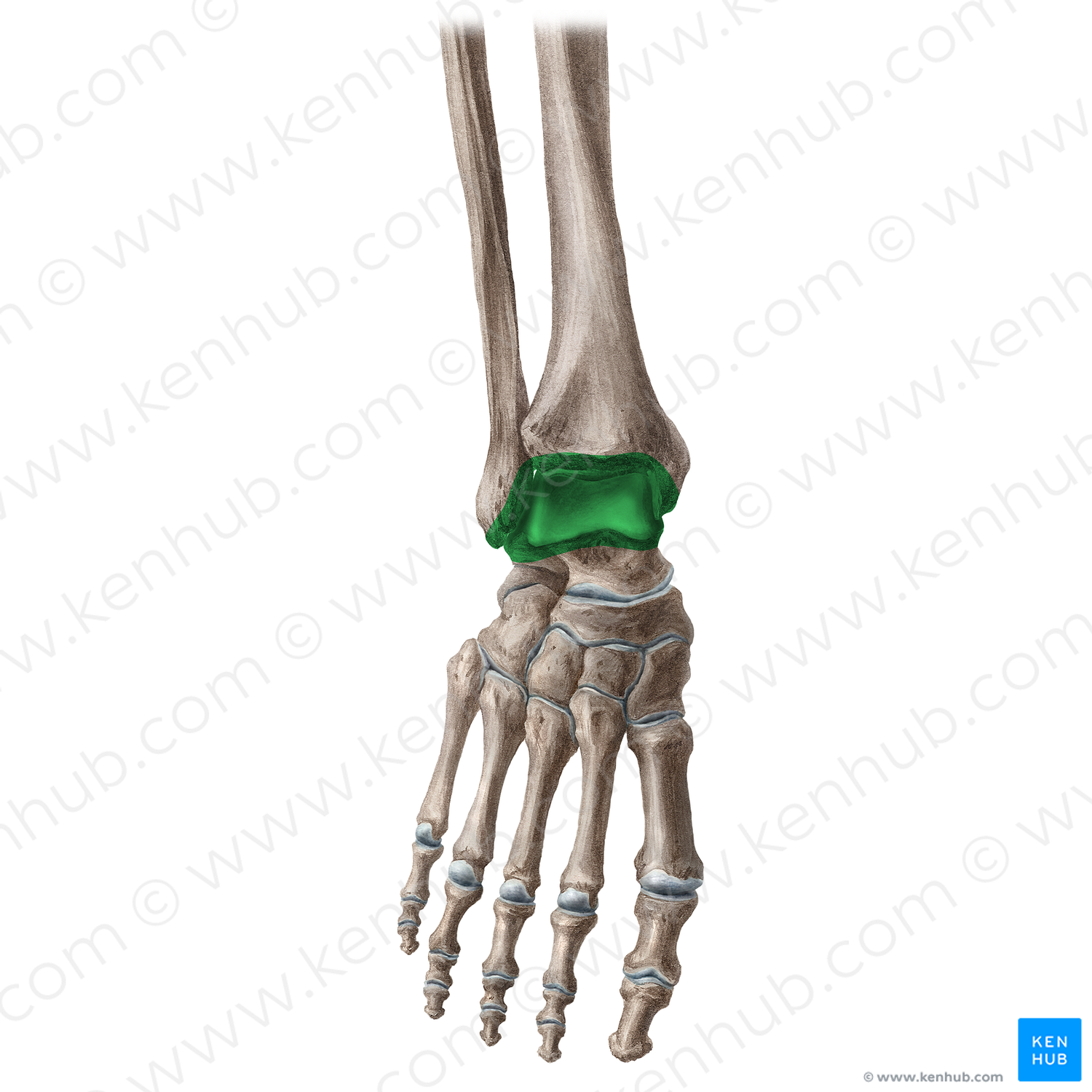 Ankle joint (#15)