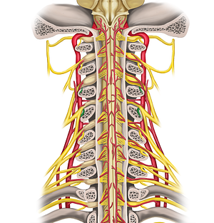 Posterior rami of spinal nerves C3-C4 (#8539)