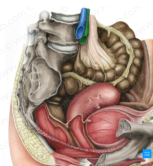 Right common iliac artery (#1375)